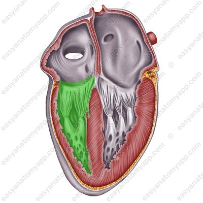 Right ventricle (ventriculus dexter)